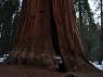Abraçando uma gigantesca sequoia no Sequoia National Park, na Califórnia - EUA